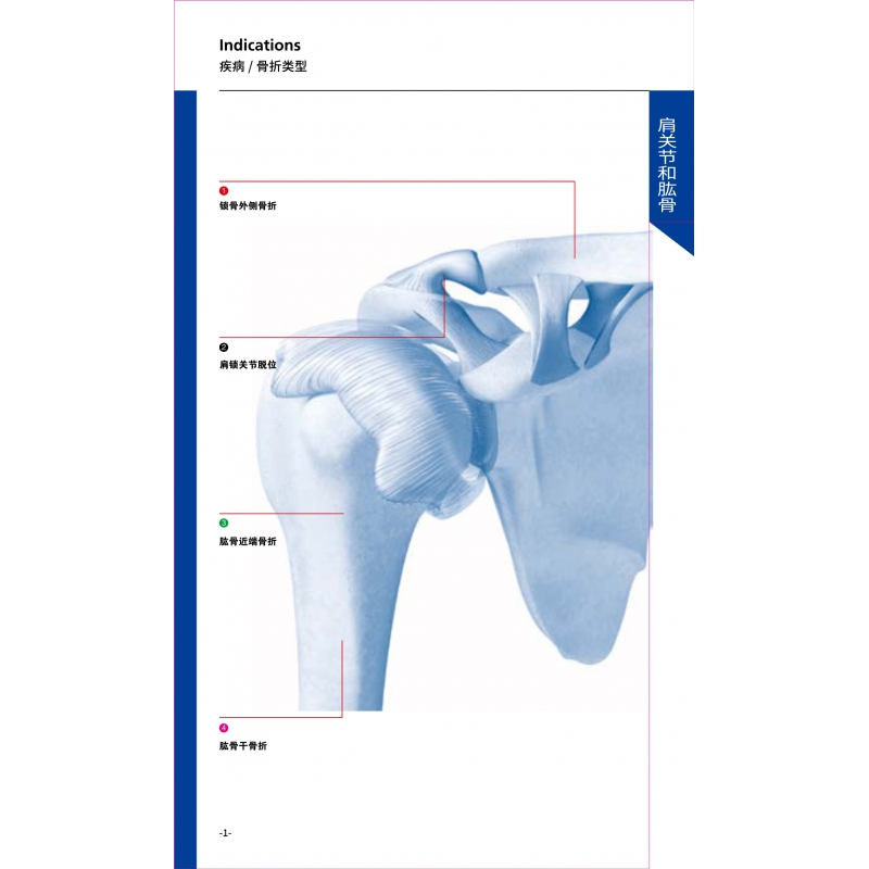 Shoulder joint and humerus 1